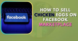 How to Sell Chicken Eggs on Facebook Marketplace